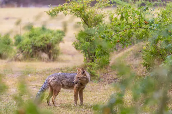 Güney Amerika gri tilkisi (Lycalopex griseus), Patagonya dağlarındaki Patagonya tilkisi.