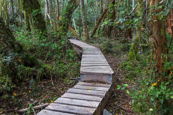 Yeşil yağmur ormanlarında yol