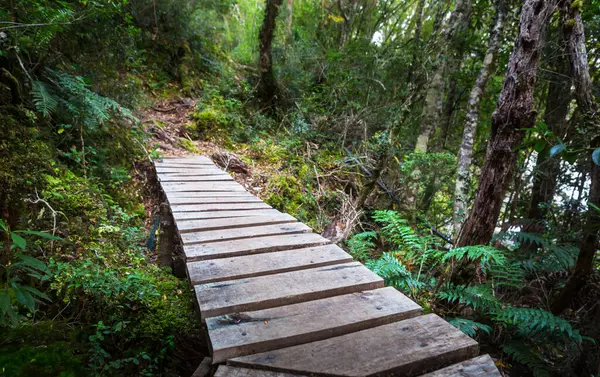 Yeşil yağmur ormanlarında yol