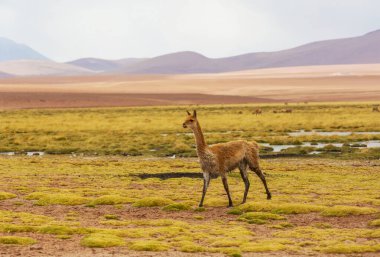 Kuzey Şili, Güney Amerika 'daki Altiplano' da vahşi vicunalar