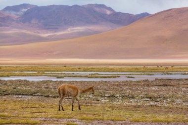 Kuzey Şili, Güney Amerika 'daki Altiplano' da vahşi vicunalar