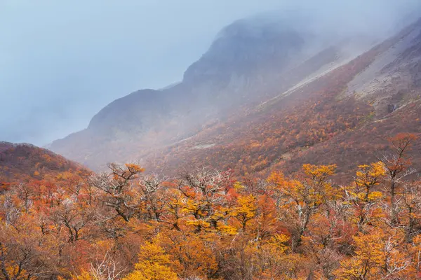 Sarı tonlarda sonbahar sahnesi. Sonbahar arkaplanı.