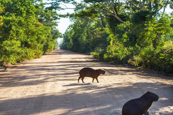 Pantanal, Brezilya, Güney Amerika 'da Capybara