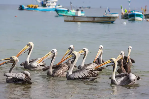 Deniz kıyısındaki pelikanlar