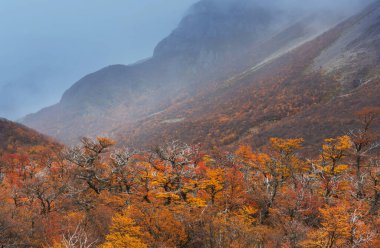 Sarı tonlarda sonbahar sahnesi. Sonbahar arkaplanı.