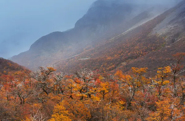 Sarı tonlarda sonbahar sahnesi. Sonbahar arkaplanı.