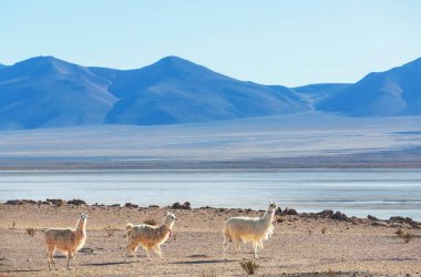 Güney Amerika, Peru 'da çayırdaki lama