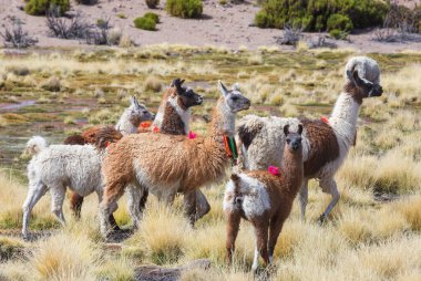 Güney Amerika, Peru 'da çayırdaki lama