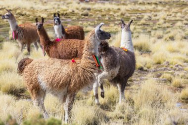 Güney Amerika, Peru 'da çayırdaki lama