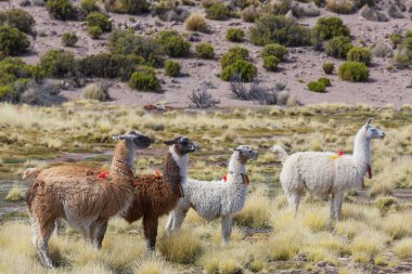 Güney Amerika, Peru 'da çayırdaki lama