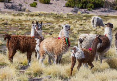 Güney Amerika, Peru 'da çayırdaki lama
