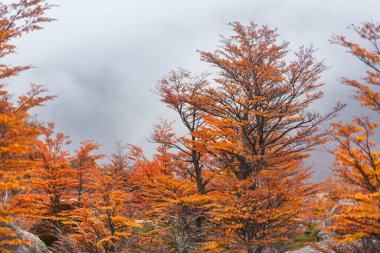 Güneşli bir ormanda renkli sonbahar yaprakları. Sonbahar doğal arka planı