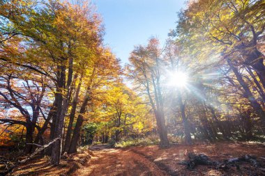 Güneşli bir ormanda renkli sonbahar yaprakları. Sonbahar doğal arka planı