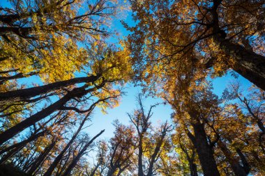 Güneşli bir ormanda renkli sonbahar yaprakları. Sonbahar doğal arka planı