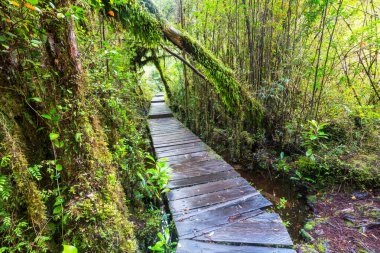 Güney yağmur ormanı, Güney Amerika, Şili 'deki Carretera Austral.
