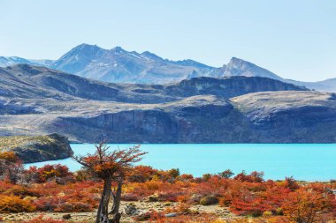 Perito Moreno Ulusal Parkı, Arjantin, Güney Amerika. Güzel renkli sonbahar mevsimi.