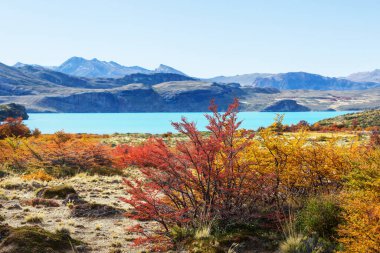 Perito Moreno Ulusal Parkı, Arjantin, Güney Amerika. Güzel renkli sonbahar mevsimi.