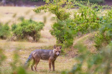 Güney Amerika gri tilkisi (Lycalopex griseus), Patagonya dağlarındaki Patagonya tilkisi.