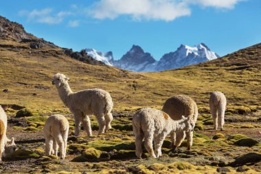 And Dağları, Bolivya, Güney Amerika 'da şirin alpaka