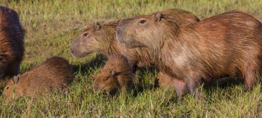 Pantanal, Brezilya, Güney Amerika 'da Capybara