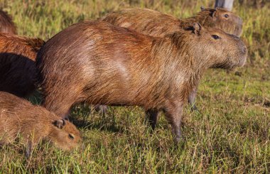 Pantanal, Brezilya, Güney Amerika 'da Capybara