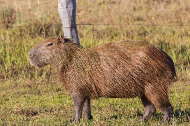 Pantanal, Brezilya, Güney Amerika 'da Capybara
