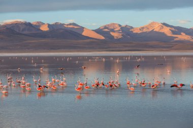 Flamingolar Altiplano, Güney Amerika 'da uçuyor