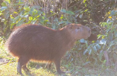 Pantanal, Brezilya, Güney Amerika 'da Capybara
