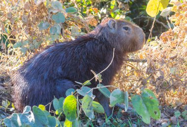 Pantanal, Brezilya, Güney Amerika 'da Capybara