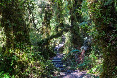 Muhteşem yağmur ormanları. Kalın yosun tabakalarıyla kaplı ağaçlar.