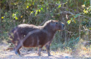 Pantanal, Brezilya, Güney Amerika 'da Capybara