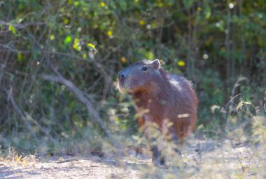 Pantanal, Brezilya, Güney Amerika 'da Capybara