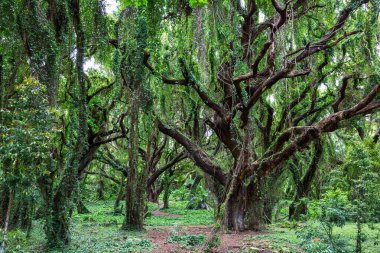 Yemyeşil yeşil tropikal yağmur ormanlarında Hawaii Adası.