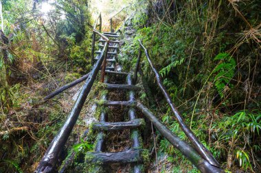 Yeşil yağmur ormanlarında yol