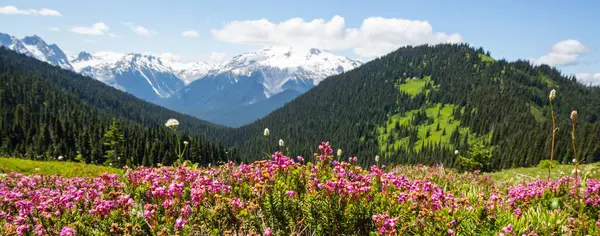 Güneşli bir günde dağ çayırı. Doğal yaz manzarası.