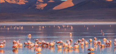 Flamingolar Altiplano, Güney Amerika 'da uçuyor