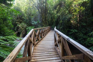Yeşil yağmur ormanlarında yol