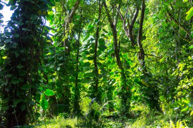 Hawaii ormanında tropik bitkiler