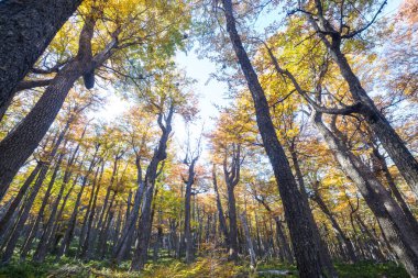 Bahçede sonbahar hasadı