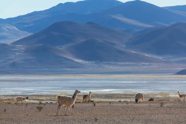 Güney Amerika, Peru 'da çayırdaki lama