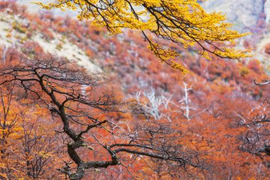 Sarı tonlarda sonbahar sahnesi. Sonbahar arkaplanı.