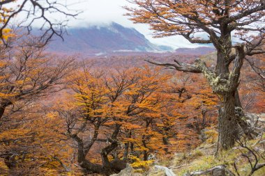 Sarı tonlarda sonbahar sahnesi. Sonbahar arkaplanı.