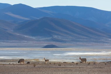 Güney Amerika, Peru 'da çayırdaki lama