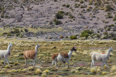 Güney Amerika, Peru 'da çayırdaki lama