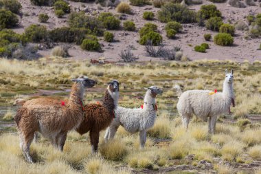 Güney Amerika, Peru 'da çayırdaki lama