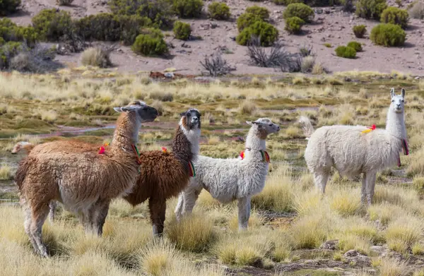 Güney Amerika, Peru 'da çayırdaki lama