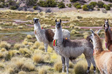 Güney Amerika, Peru 'da çayırdaki lama