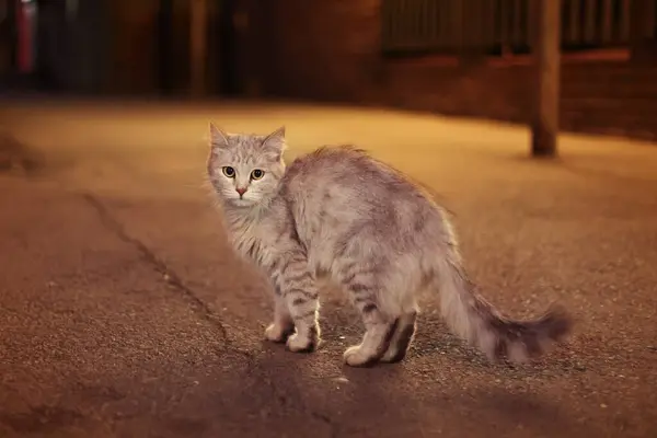 Graue Flauschige Katze Auf Der Nächtlichen Straße Licht Der Gelben — Stockfoto