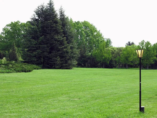 Przycięty Zielony Trawnik Skraju Krajobrazu Leśnego — Zdjęcie stockowe