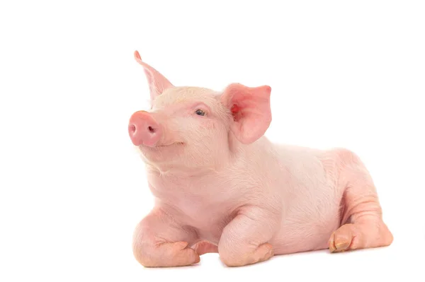 快乐的笑着的小猪被白色背景隔离了 有趣的动物情感 猪躺在地板上 — 图库照片